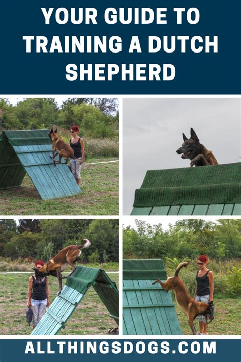 Dutch Shepherds are the smarty-pants out of all the shepherd dogs ...