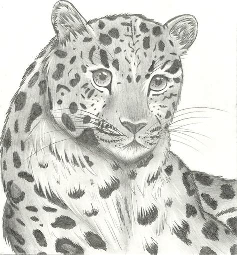 Leopard Face Sketch at PaintingValley.com | Explore collection of ...