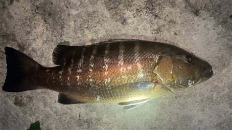 Giant Cubera Snapper caught from jetty ! My dream Fish, Dog Teeth Pag ...