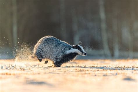 Fast Running Badger in the Snow at Sunrise. Dust Behind Him, Forest in ...