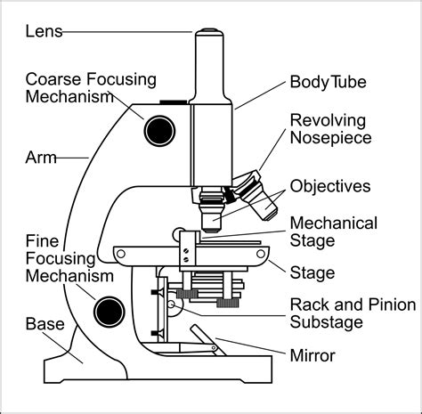 How to Draw a Microscope and Label - Nesecale Thiptin