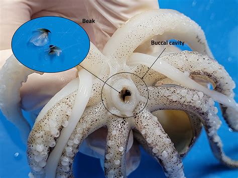 Squid Dissection Male Vs Female