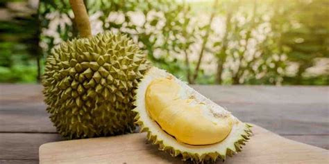 Durian Musang King, Durian Manis Legit Terenak. Kenali Cirinya!