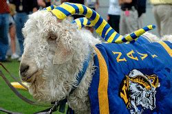 Bill the Goat :: Public Affairs Office :: USNA