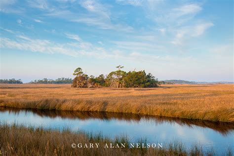 Freshwater Marsh : St.Marks National Wildlife Refuge, Florida : Gary ...