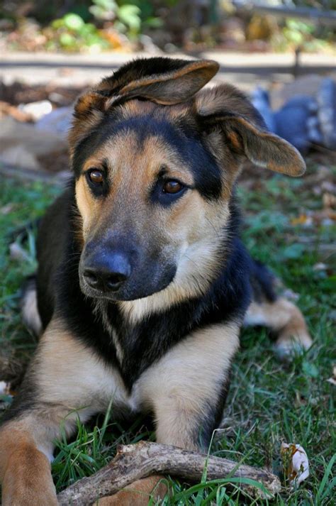 German Shepherd Puppy #germanshepherd | Border collie mix, Collie mix ...