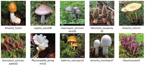 Types Of Wild Mushrooms