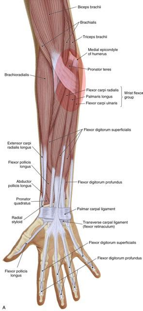 What are the signs and symptoms of Golfer’s Elbow?