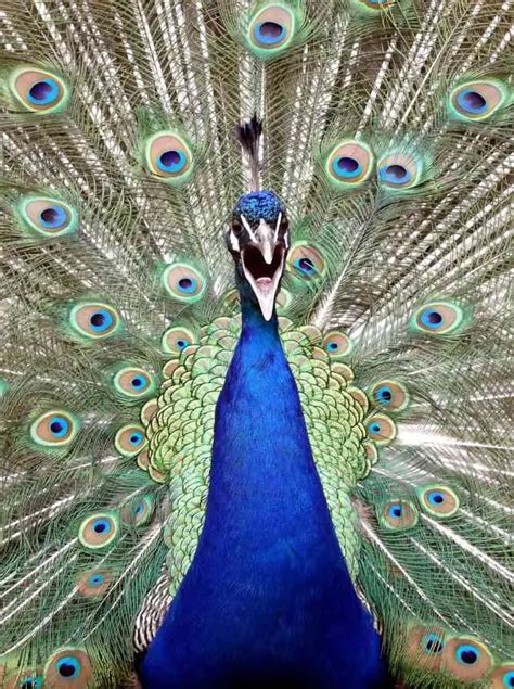 What Sound Does A Peacock Make? (Explained!) - Bird Avid