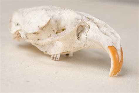 Rodent skull | From my cabinet of curiosities. Obviously a r… | Flickr