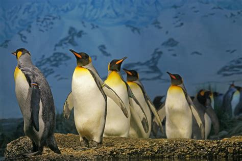 Penguins Walking on Brown Surface · Free Stock Photo