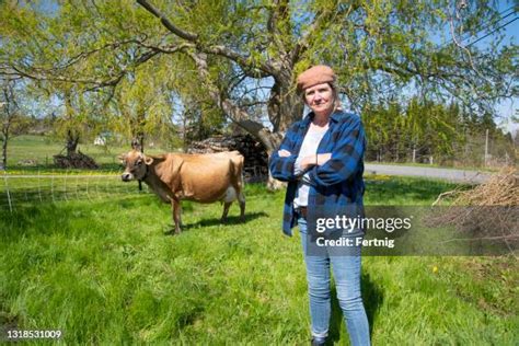 598 Jersey Cattle Stock Photos, High-Res Pictures, and Images - Getty ...