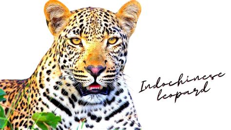 Interesting facts about Indochinese leopard | Animal kingdom - YouTube