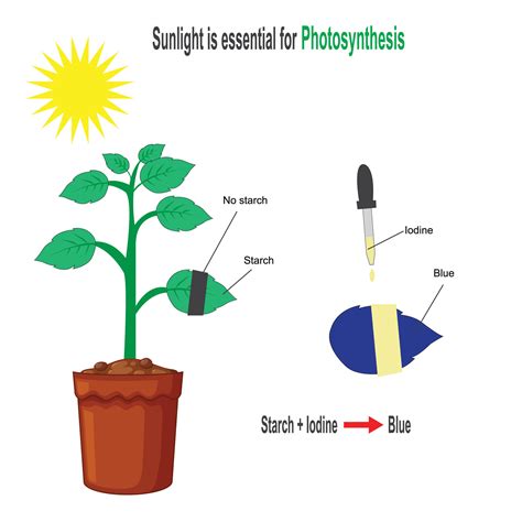 Experiment with Plant, Photosynthesis, sunlight is essential for ...