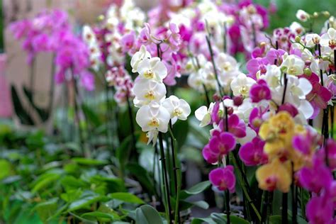 Growing Orchids Hydroponically - a Full Guide | Gardening Tips