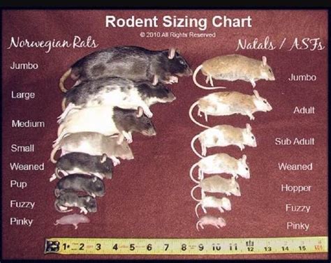 Mouse size to rat size conversion chart?