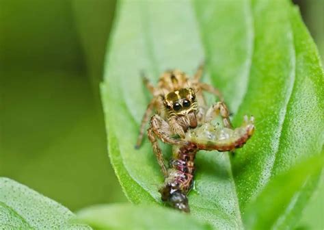 Jumping Spider Behavior - AnimalBehaviorCorner