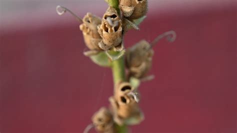 Snapdragon Seed Pod Info When And How To Harvest Snapdragon, 60% OFF