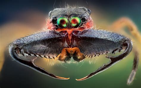 Incredible High Quality Macro Photography of Insects [20 Pics] | I Like ...