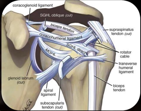 Diagram Of Shoulder Joint With Muscles Ligaments And Tendons - Blogger Lagi