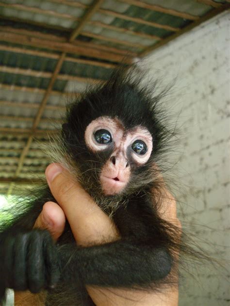 Baby Spider Monkey ...so darn cute | Spider monkey, Cute baby monkey ...