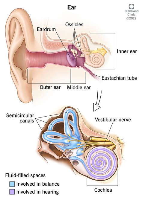 External Ear Diagram Labeled