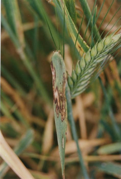 Scald of Barley - Field Crop Diseases Victoria | Field Crop Diseases ...