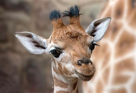 Giraffe Calf Photograph by Fiona Etkin - Pixels