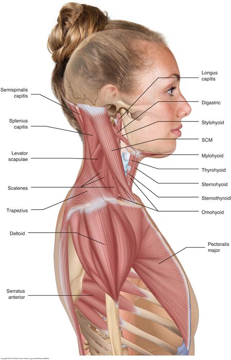 Muscles of the neck / musculature of the cervical spine