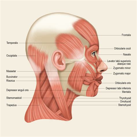 Muscles of the Head and Neck Poster 2, for Classroom, Study Room, Spa ...