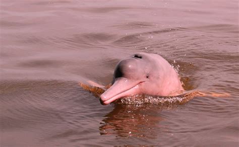 Pink Dolphin Day in the Amazon