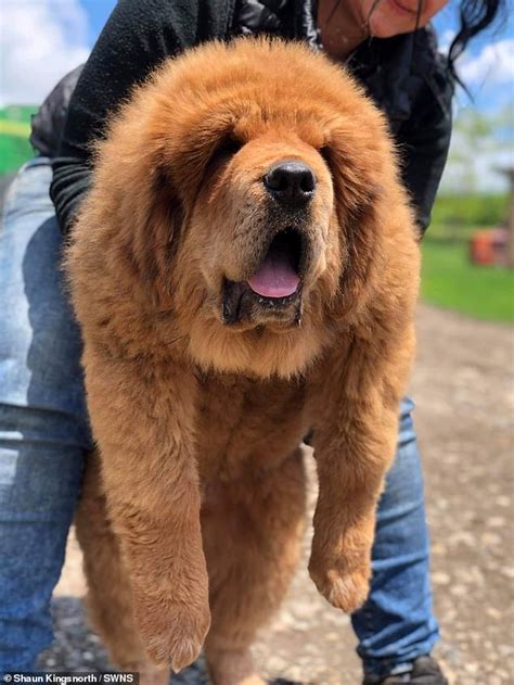 Giant Tibetan Mastiff