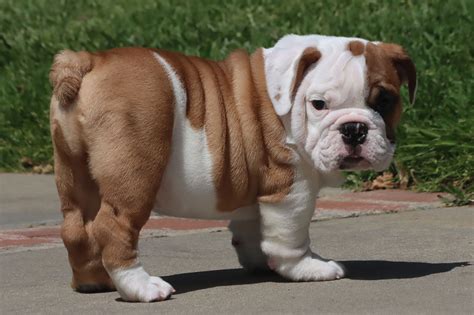 How Much Is An English Bulldog Puppy