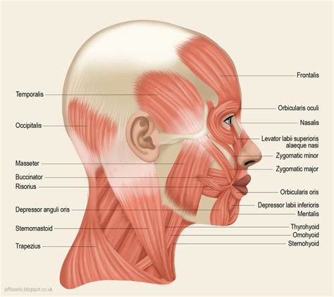 Muscle Diagram Of Head Label The Diagram Muscle Of The Head And Body ...