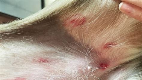 Could you recognize this common bug bite on your pet? | Animal Humane ...