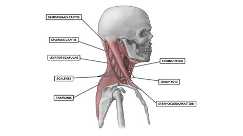 CrossFit | Cervical Muscles, Part 1