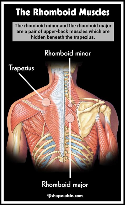 Rhomboid Exercise Workout [Rhomboid Muscle Infographic] – Health News