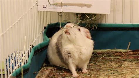 Guinea pigs enjoying a DIY hay rack - YouTube