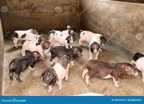 Piglets in pigsty stock photo. Image of piglet, protein - 60659444