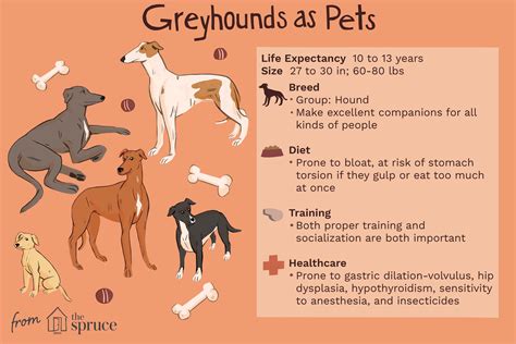 Greyhound: Dog Breed Characteristics & Care