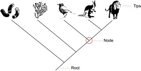 2.16 Species & Phylogenetic Trees – The Evolution and Biology of Sex