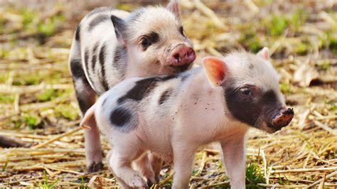 Top 24 cute little pigs pictures Update