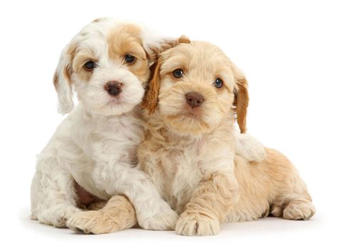 #1 | Cockapoo Puppies For Sale In San Diego CA