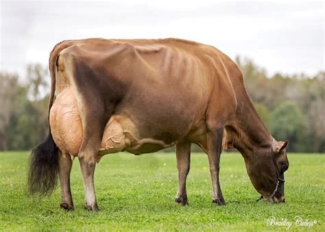 Jersey Cow Grazing in a Lush Field