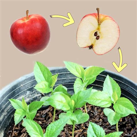 How to Grow An Apple Tree From Seed (Easy Tutorial)