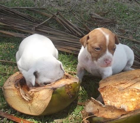 How Your Dog Benefits From Coconut | PetHelpful