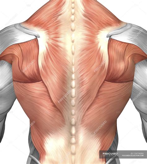 Human Muscle Anatomy Back