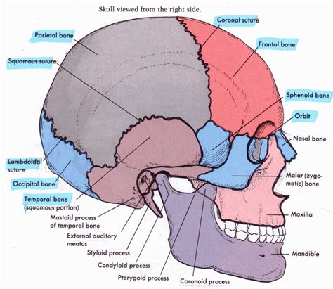 Most Popular in Skull Anatomy