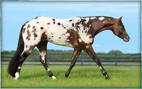 Pin on Clear blanket Appaloosa