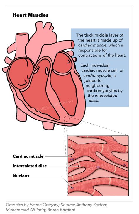 [Figure, Heart Muscles. The illustration depicts the...] - StatPearls ...